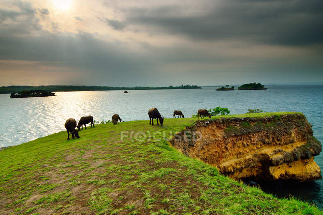 Troupeau de Buffalo broutant par la mer, plage de Tangsi, Ouest de Nusa Tenggara, Indonésie — Photo de stock