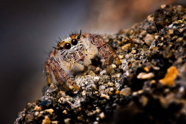 Nahaufnahme einer springenden Spinne, die in die Kamera blickt — Stockfoto