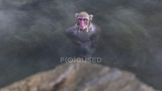 Японська снігу мавпи купання в гарячому джерелі, Нагано, Chubu, Хонсю, Японія — стокове фото