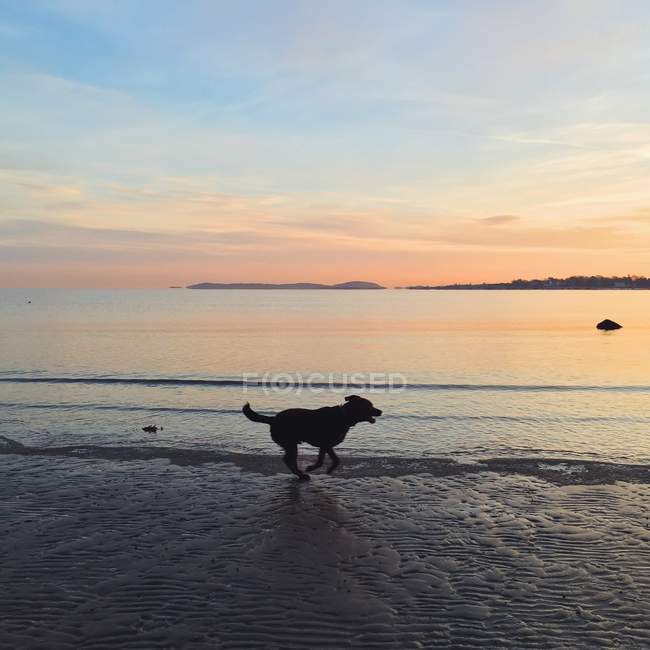 Cão correndo na praia na Noruega ao pôr do sol — Fotografia de Stock