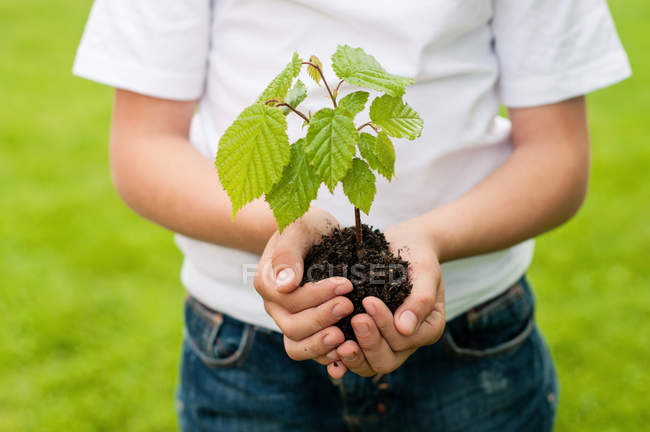 Cropped image of Boy holding a tree sapling in the palm of hands — Stock Photo