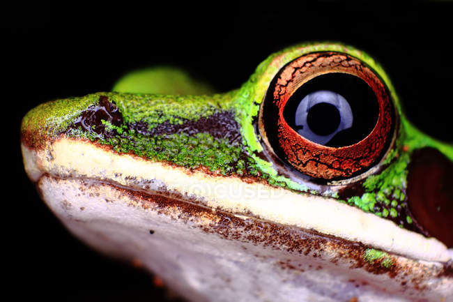 Close-up portrait of White-lipped tree Frog, black background — Stock Photo