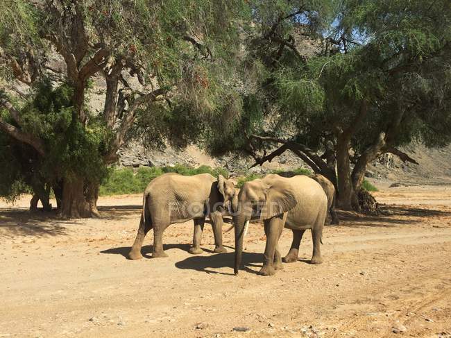Groupe de beaux éléphants à la nature sauvage — Photo de stock