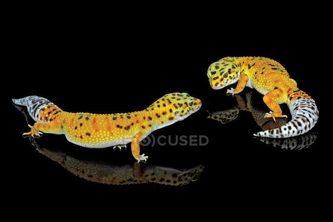 Two yellow lizards fighting on black background — Stock Photo