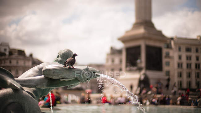 Nahaufnahme der Taube sitzt auf Brunnen, Trafalgar Square, London, Großbritannien — Stockfoto