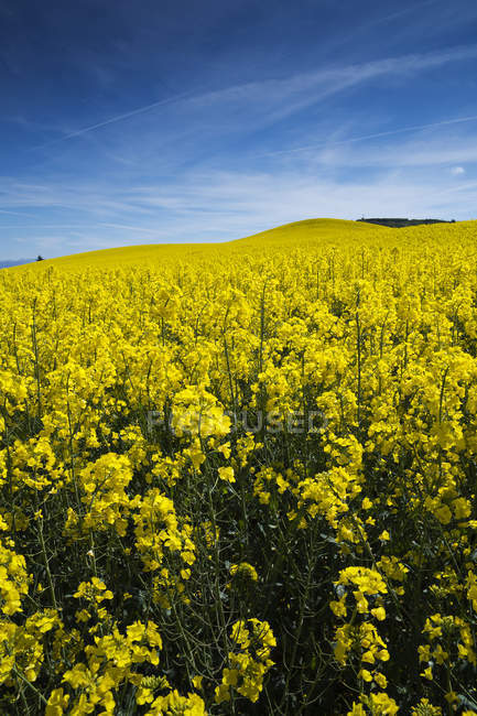 Gros plan sur le champ de colza, Vitoria-Gasteiz, Alava, Espagne — Photo de stock