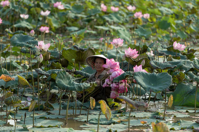 Женщина-фермер, собирающая цветы лотоса, Таиланд — стоковое фото