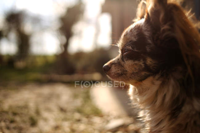 Primo piano ritratto di un simpatico cane chihuahua all'aperto — Foto stock