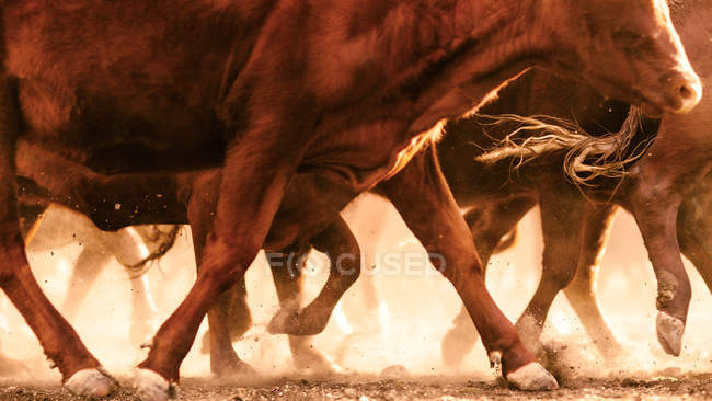 Cattle kicking up dust in outback, Dulacca, Queensland, Australia — Stock Photo