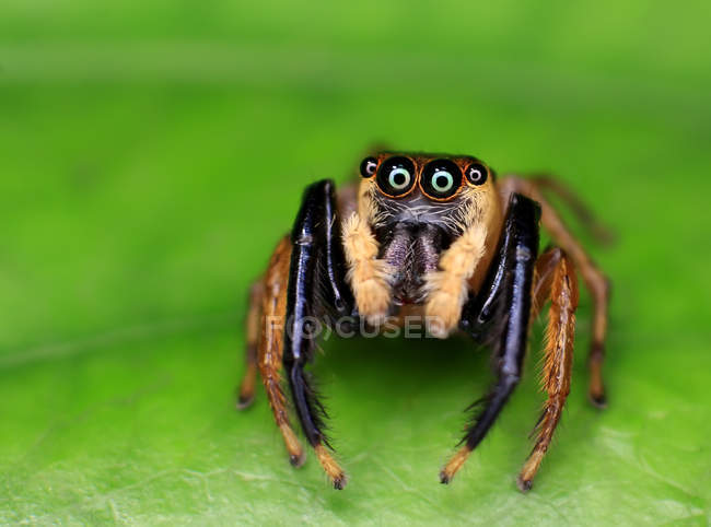 Nahaufnahme einer springenden Spinne auf grünem Blatt — Stockfoto