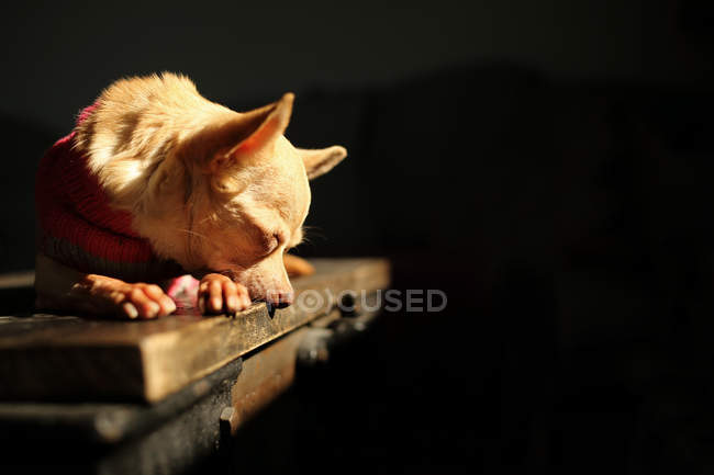 Cane carino chihuahua sdraiato su un tavolo — Foto stock