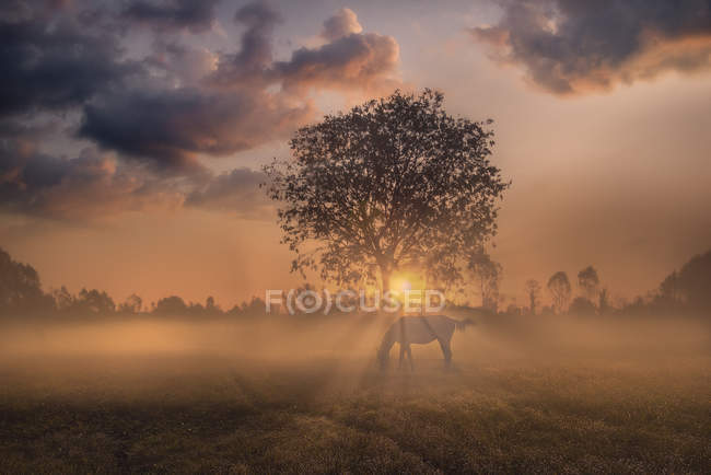 Scenic view of horse standing by a tree at sunrise, venice, italy — Stock Photo