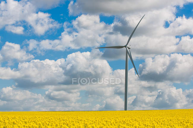 Scenic view of wind turbine in rapeseed field, Reims, France — Stock Photo
