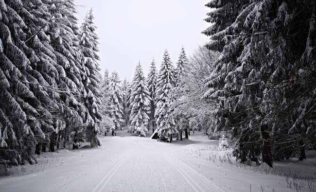 Bela vista ao longo da trilha de floresta nevada — Fotografia de Stock