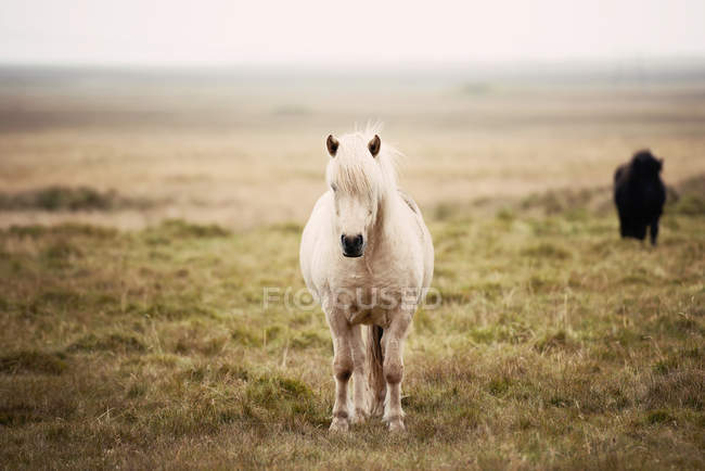 Cavalo branco em pé no campo, Islândia — Fotografia de Stock