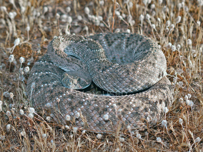 Western Diamond-sostenuto serpente a sonagli in erba secca — Foto stock