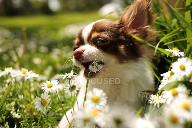 Retrato de cachorro chihuahua comendo flores em um jardim — Fotografia de Stock