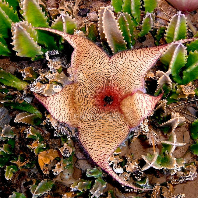 Gros plan de la fleur en croissance de Stapelia Cactus — Photo de stock