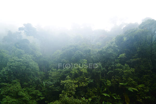 Vue panoramique sur la forêt tropicale nuageuse de Malaisie — Photo de stock