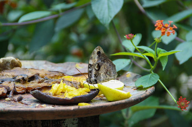Gros plan de papillon se nourrissant d'une mangue sur une assiette en bois — Photo de stock