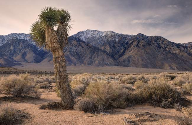Joshua Tree and Olancha Peak, Inyo National Forest, California, America, USA — Stock Photo