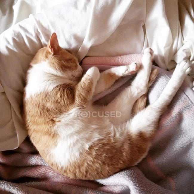 Пушистый кот лежит на кровати и спит — стоковое фото
