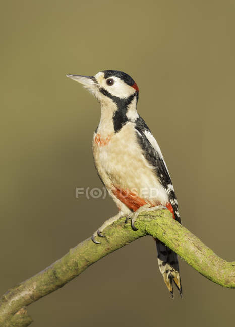 Wild Great Spotted Woodpecker on branch against blurred background — Stock Photo