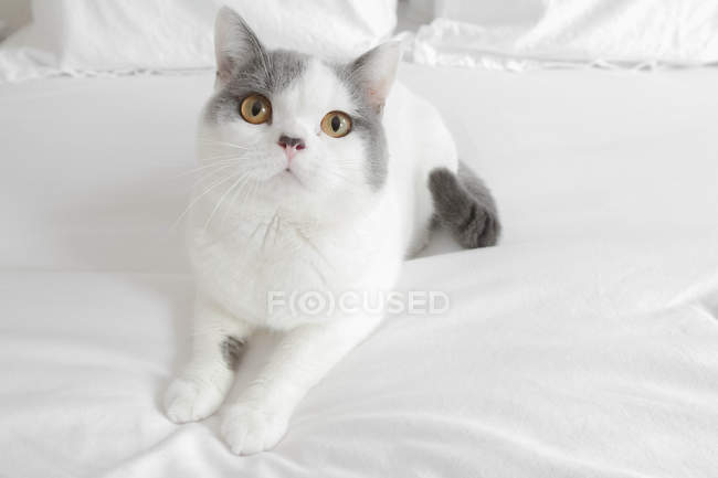 Крупный план пушистой кошки, сидящей на кровати — стоковое фото