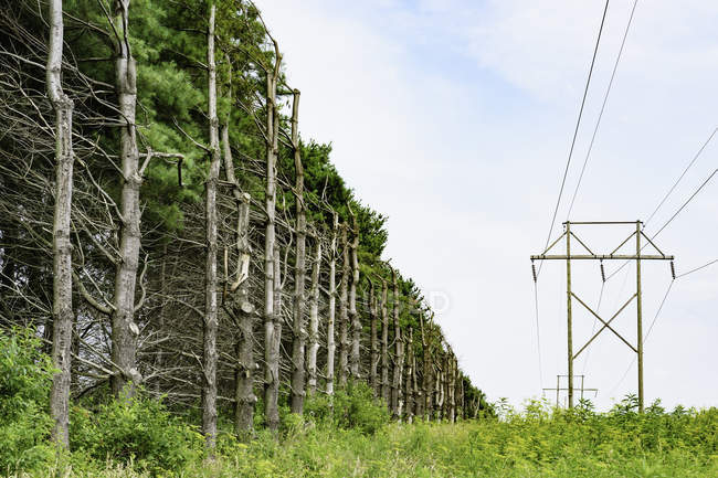 Живописный вид на линии электропередач, проходящие через лес из обрезанных сосен, Иллинойс, США — стоковое фото