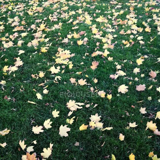 Vue surélevée des feuilles d'automne sur l'herbe — Photo de stock