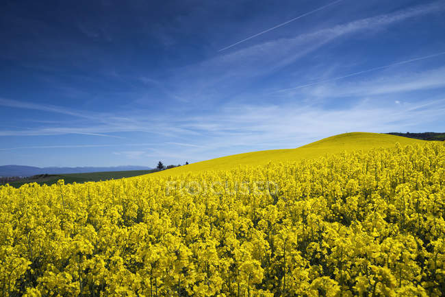 Close-up do campo de colza, Vitória-Gasteiz, Alava, Espanha — Fotografia de Stock