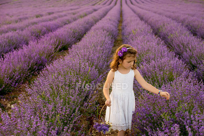 Chica recogiendo flores de lavanda en un campo - foto de stock