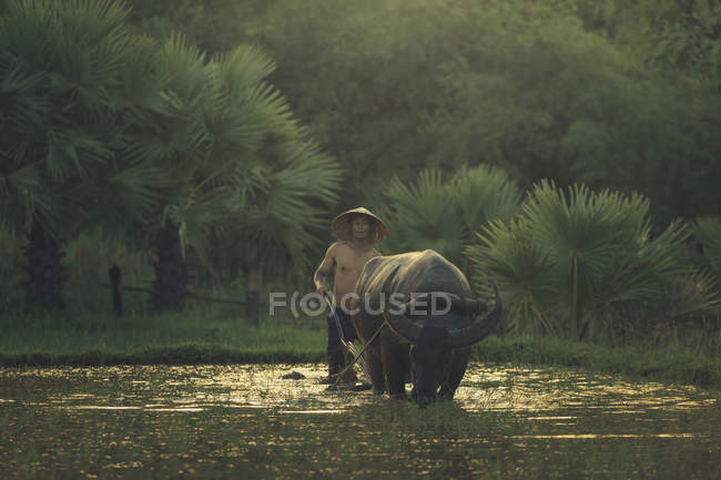 Uomo con bufalo che tira un aratro, Thailandia — Foto stock