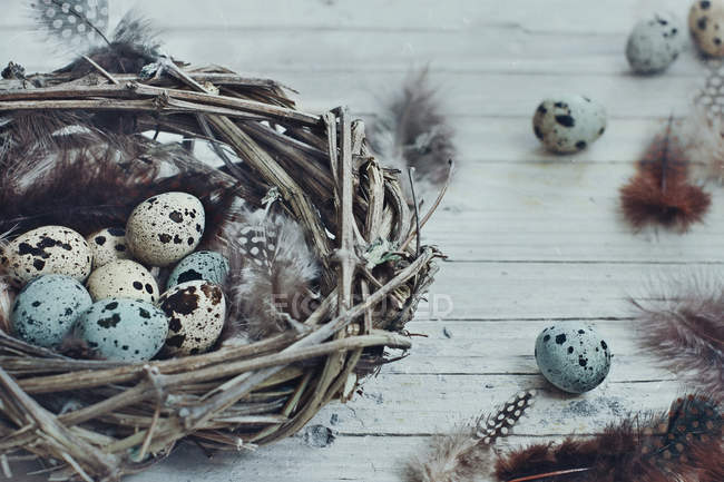 Vista de primer plano del nido lleno de huevos, fondo de madera - foto de stock