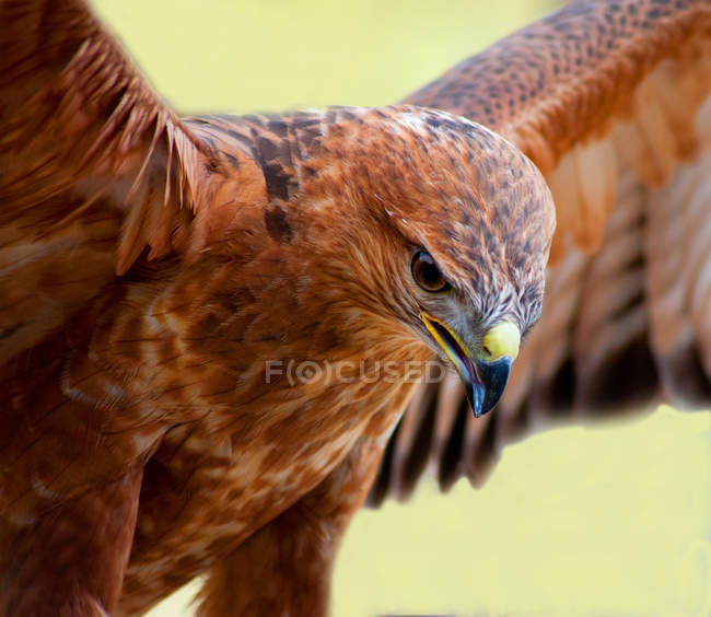 Águila Tawny en vuelo, primer plano, fondo borroso - foto de stock