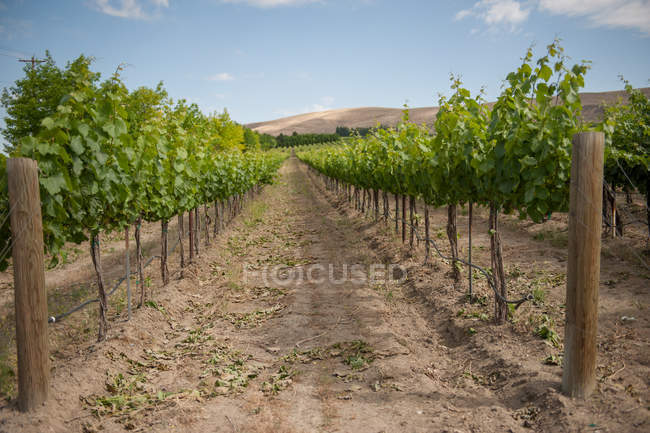 Живописный вид рядов виноградников в винограднике — стоковое фото