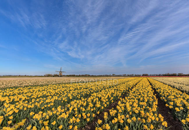 Champ de jonquilles avec moulin à vent au loin, Pays-Bas — Photo de stock