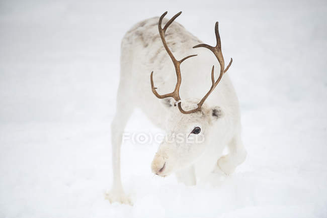 Renas brancas na neve, Inari, Lapônia, Finlândia — Fotografia de Stock