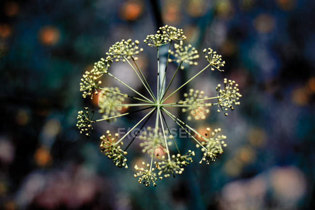 Крупним планом вид на квітку на розмитому фоні — стокове фото