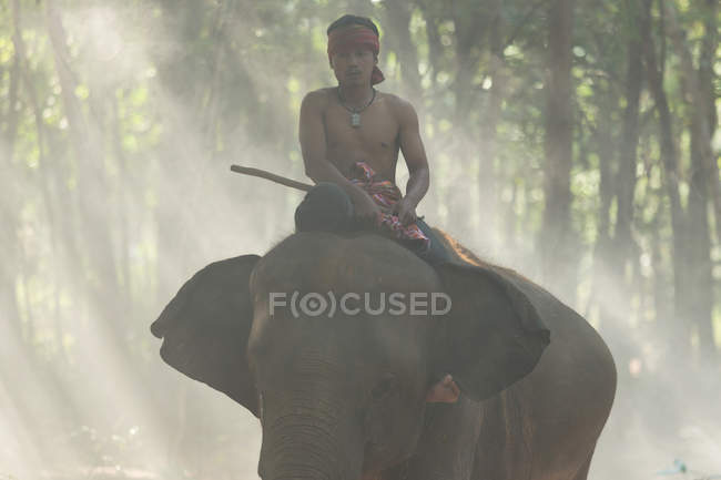 Mahout seduto sulla schiena dell'elefante. Surin, Thailandia . — Foto stock