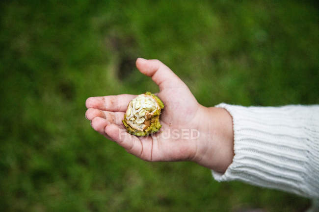 Image recadrée d'un enfant tenant une noix sur fond flou — Photo de stock