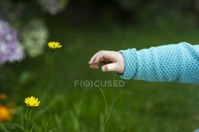 Abgeschnittenes Bild einer Baby-Hand, die nach Blumen greift — Stockfoto