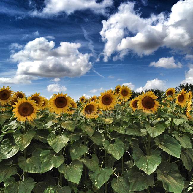 Malerischer Blick auf Sonnenblumenfeld, Chauray, Nort, Frankreich — Stockfoto