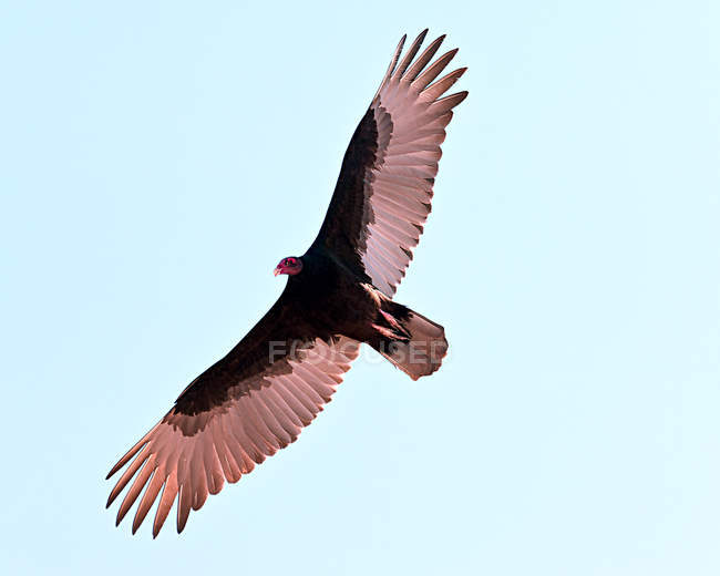 Vista ad angolo basso della Turchia Avvoltoio Alla ricerca di cibo — Foto stock