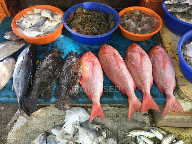 Fila de peces en el mercado local al aire libre - foto de stock