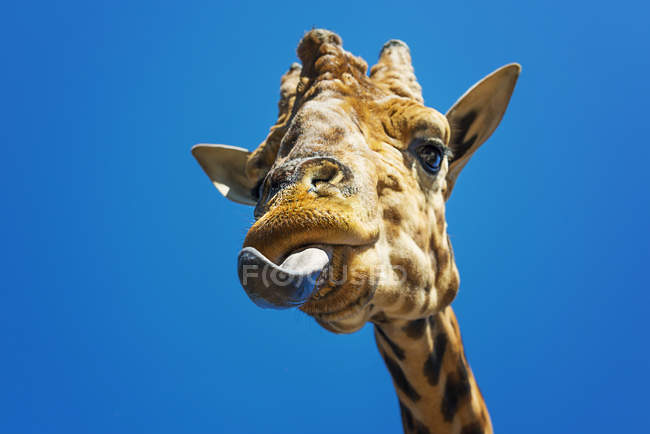 Girafa engraçada lambendo lábios contra o céu azul — Fotografia de Stock
