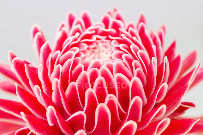 Close-up of red ginger flower on grey background — Stock Photo