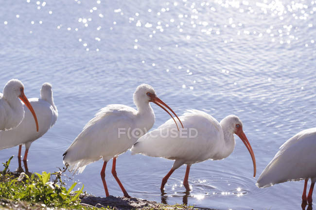 Uccelli Ibis in piedi accanto all'acqua alla luce del sole — Foto stock