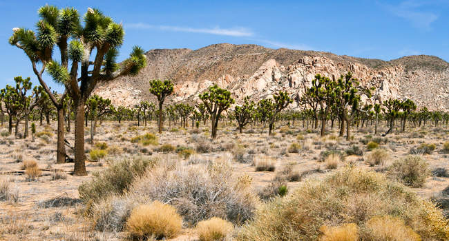 Scenic view of joshua tree national park, California, America, USA — Stock Photo