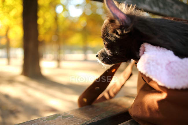 Portrait of chihuahua dog in bag at park — Stock Photo